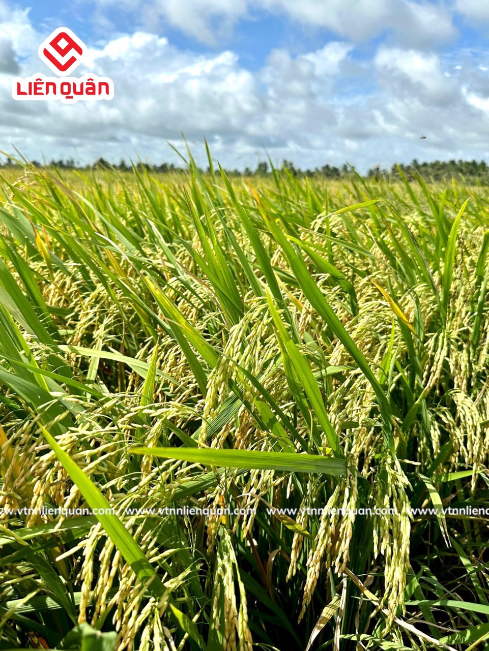 TeamLiênQuân thăm ruộng của Chú Tân ở Phú Tâm - Châu Thành - Sóc Trăng .