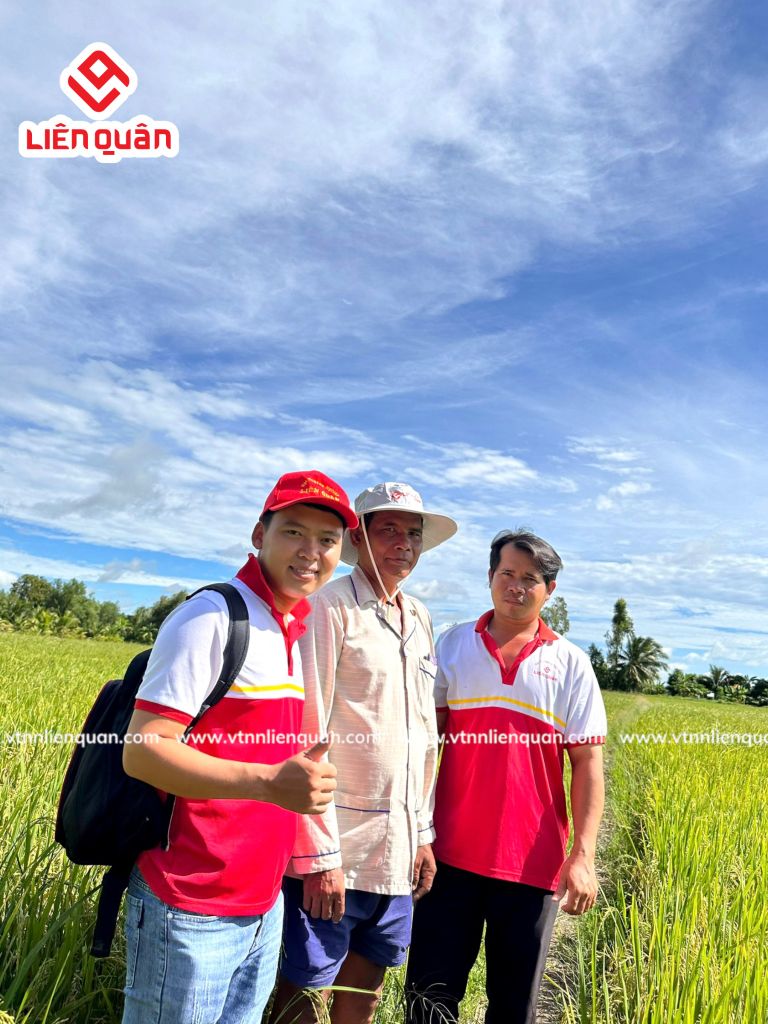 TeamLiênQuân thăm ruộng Chú Săn ở Cây sộp - Kế Sách  - Sóc Trăng