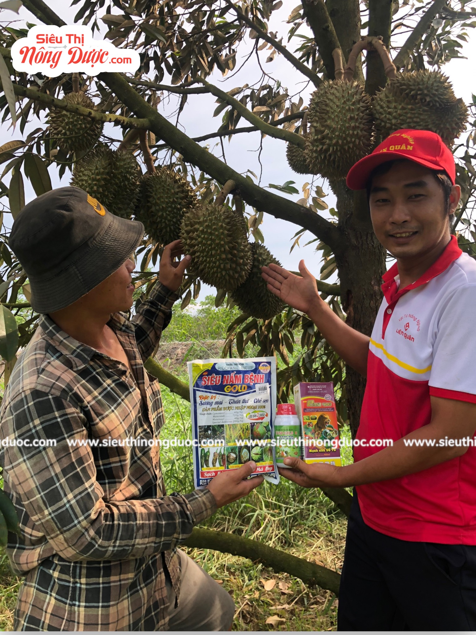 TeamLiênQuân thăm vườn sầu riêng Thái monthong của anh Hoàng Anh ở Mái Dầm - Hậu Giang