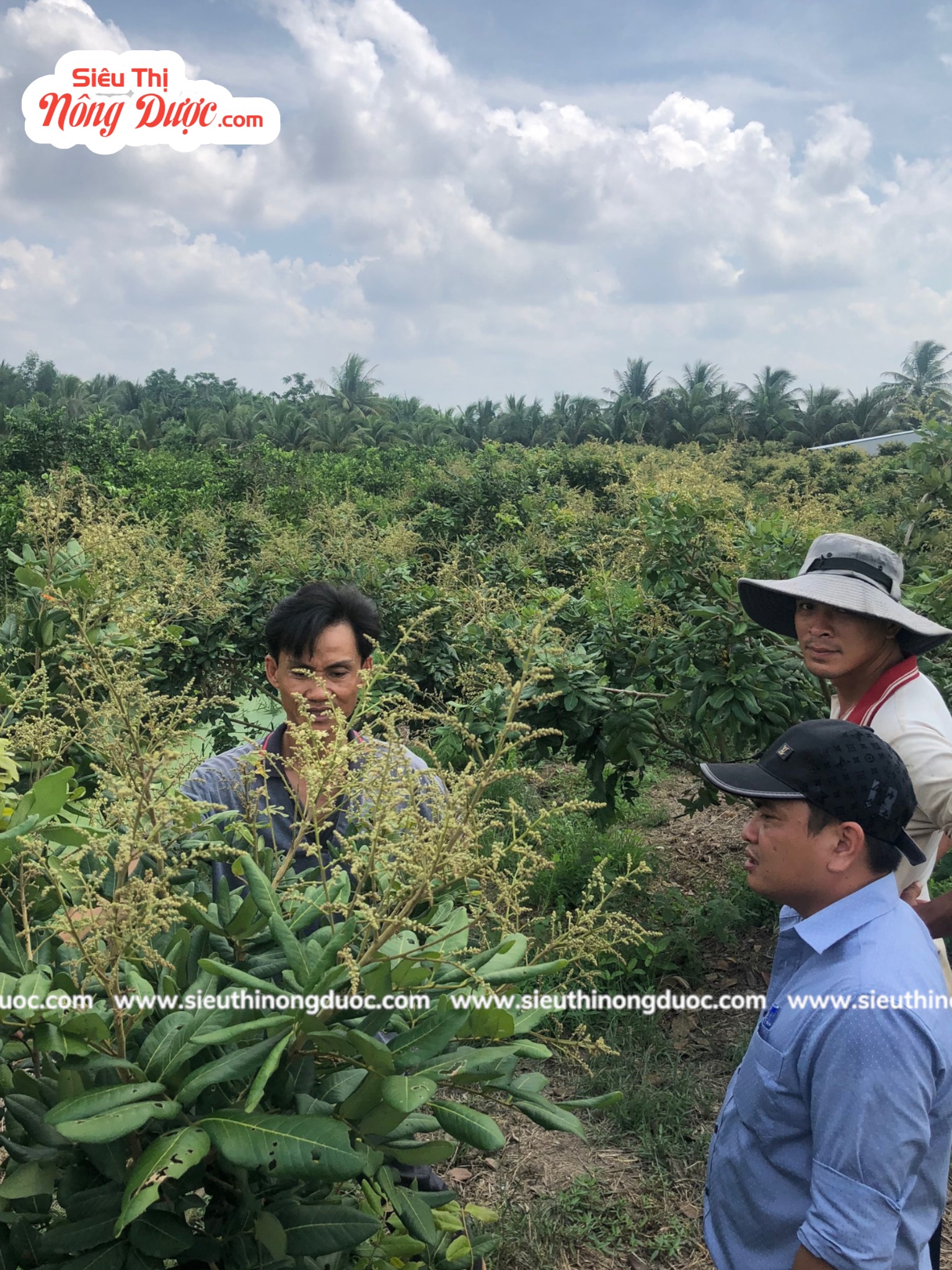 TeamLiênQuân thăm vườn nhãn của anh Diệu ở Tổ 5 Phú Tâm - Châu Thành - Sóc Trăng