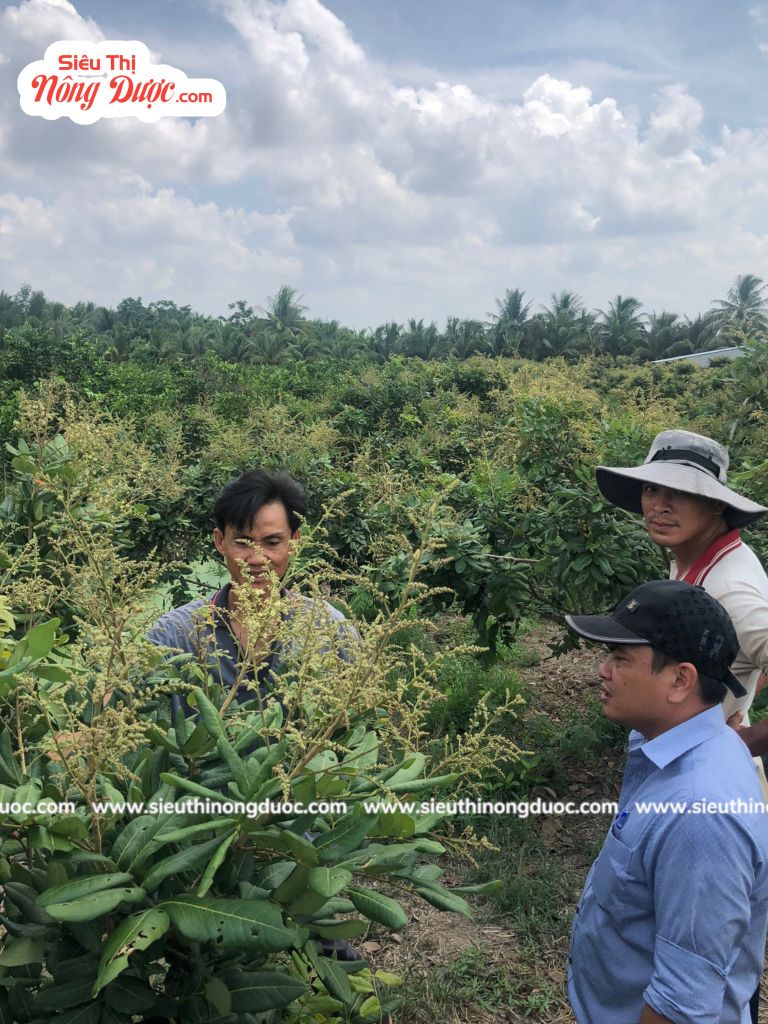 TeamLiênQuân thăm vườn nhãn của anh Diệu ở Tổ 5 Phú Tâm - Châu Thành - Sóc Trăng