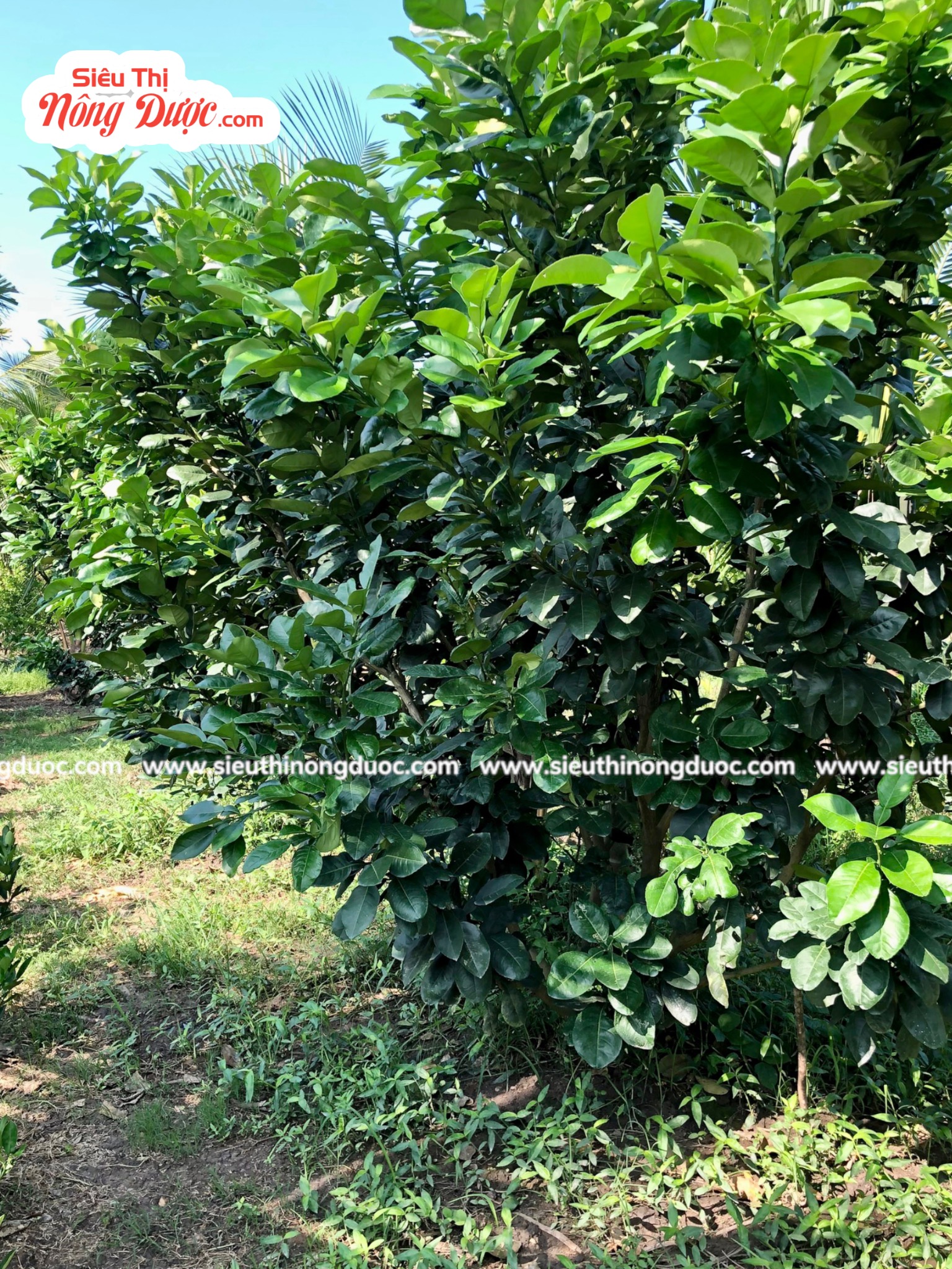 TeamLiênQuân thăm vườn bưởi của chú Dũng ở Cây Sộp Kế Thành -Kế Sách - Sóc Trăng