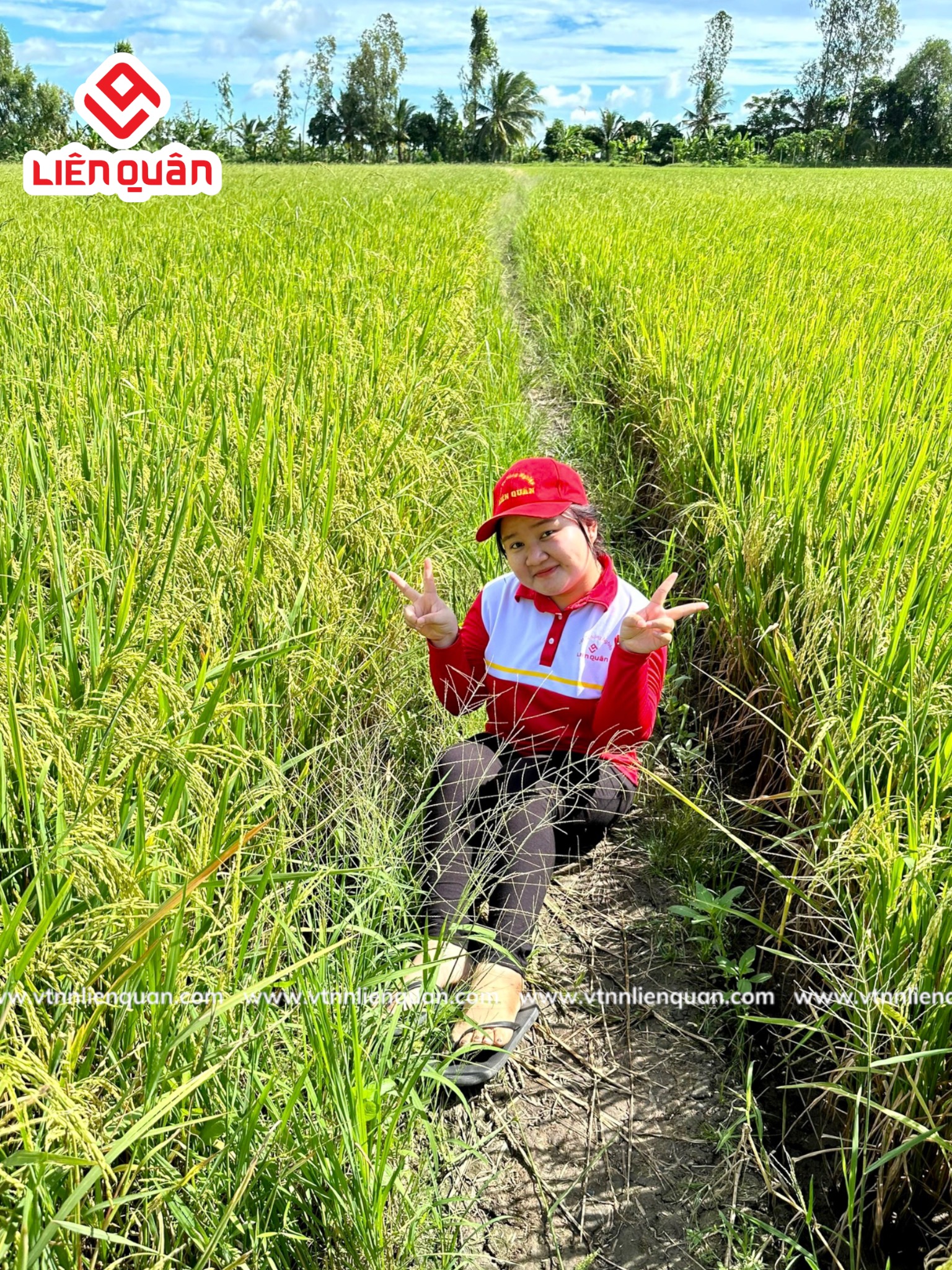 TeamLiênQuân thăm ruộng Chú Săn ở Cây sộp - Kế Sách  - Sóc Trăng