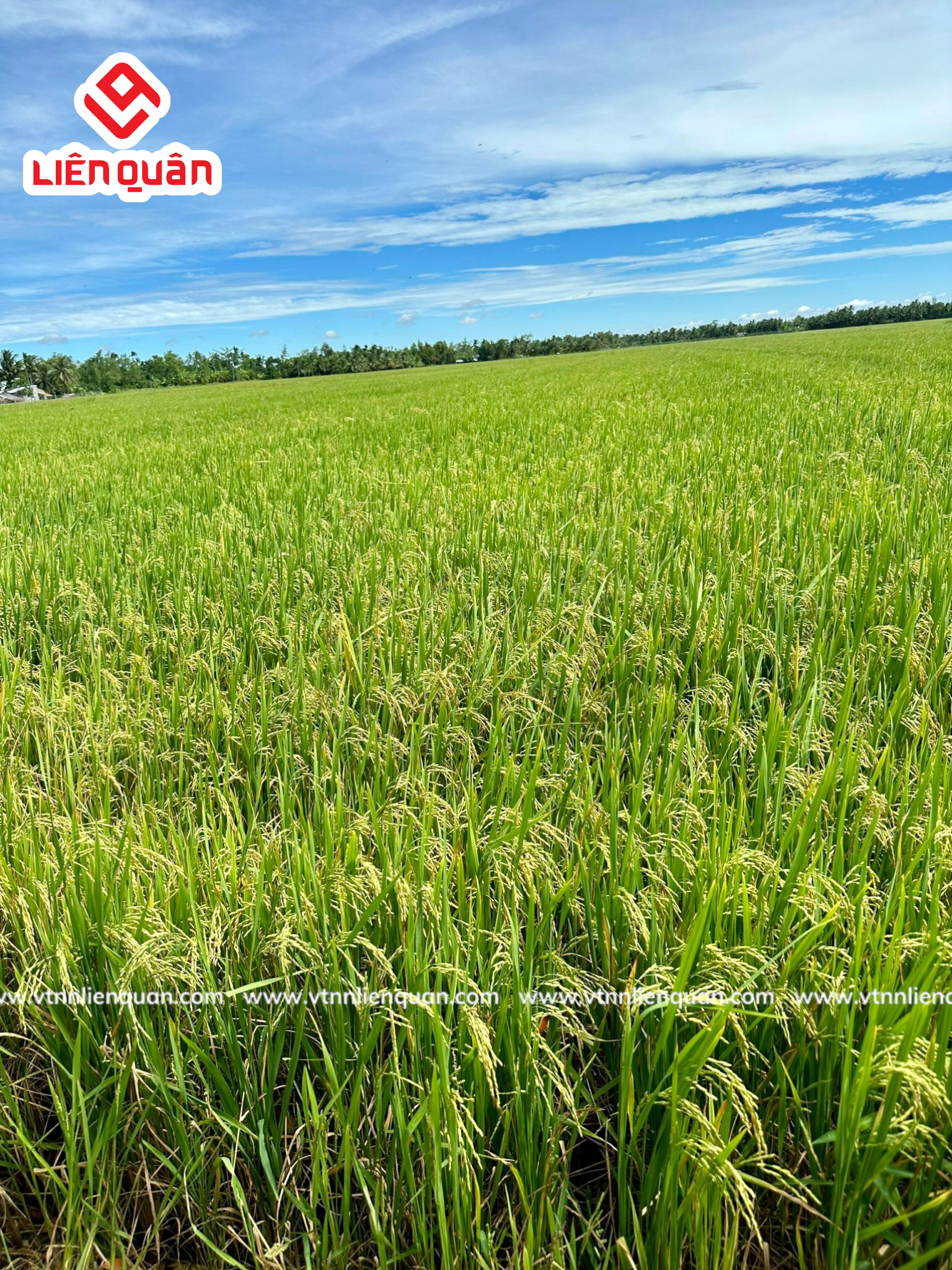 TeamLiênQuân thăm ruộng Anh Tha - Cây Sộp - Kế Sách - Sóc Trăng