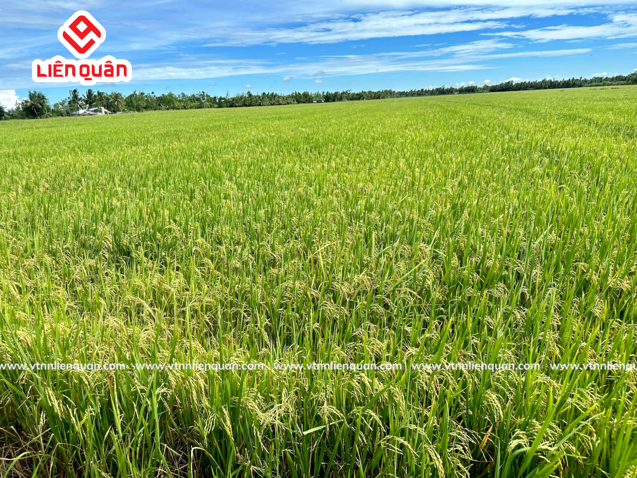 TeamLiênQuân thăm ruộng Anh Tha - Cây Sộp - Kế Sách - Sóc Trăng