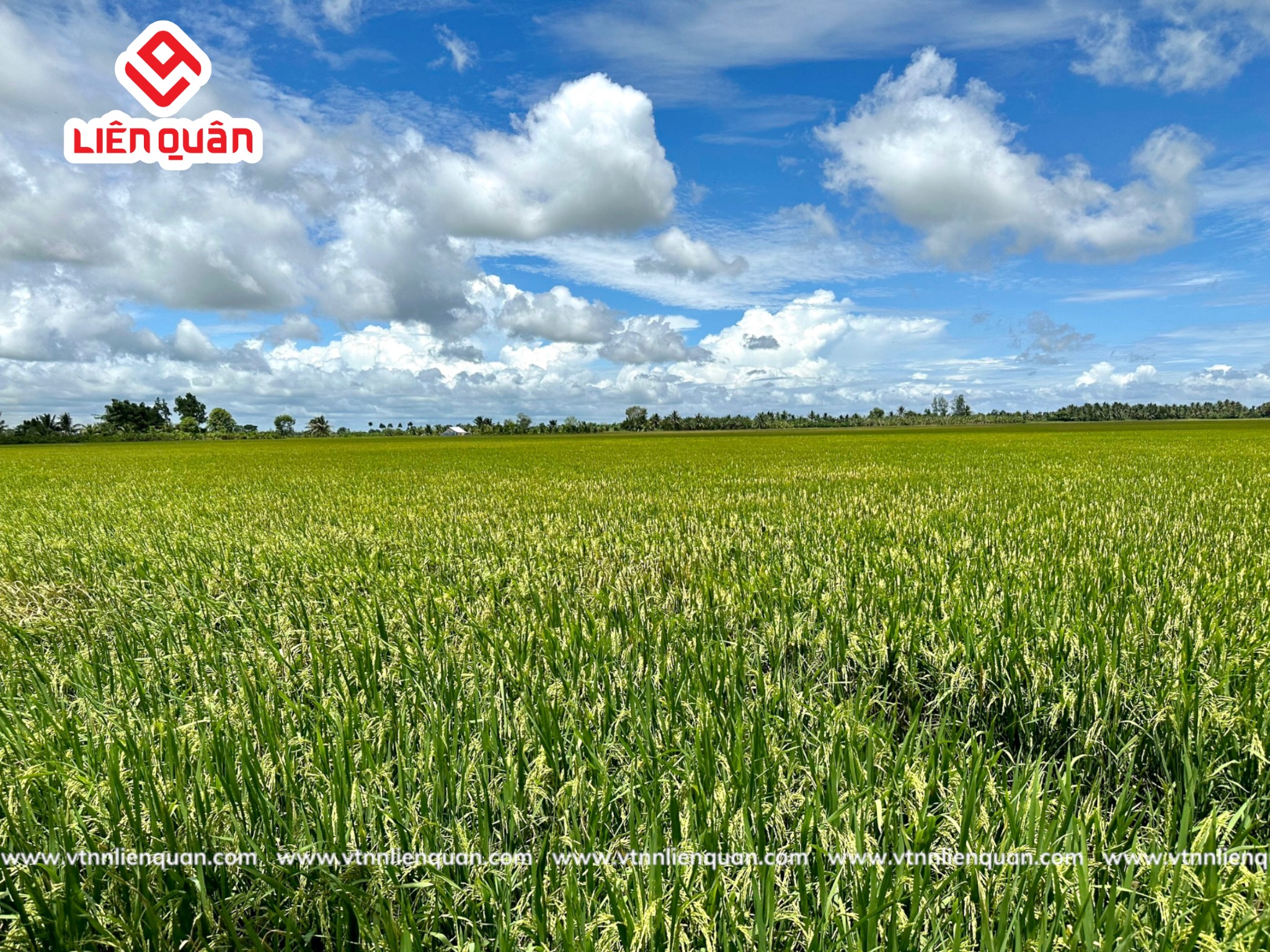 TeamLiênQuân thăm ruộng của Anh Dũng ở Kinh 20 - Phú Tâm - Châu Thành - Sóc trăng .