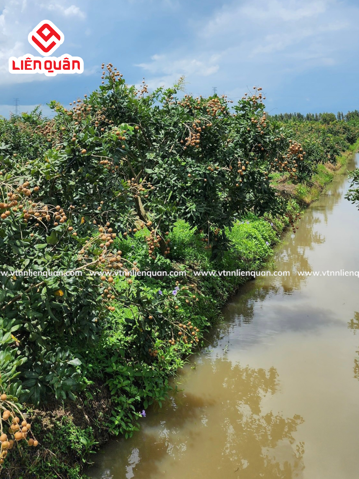 TeamLiênQuân thăm vườn thanh nhãn của Anh diệu ở Tổ 5 - Phú Tâm - Châu Thành - Sóc Trăng .