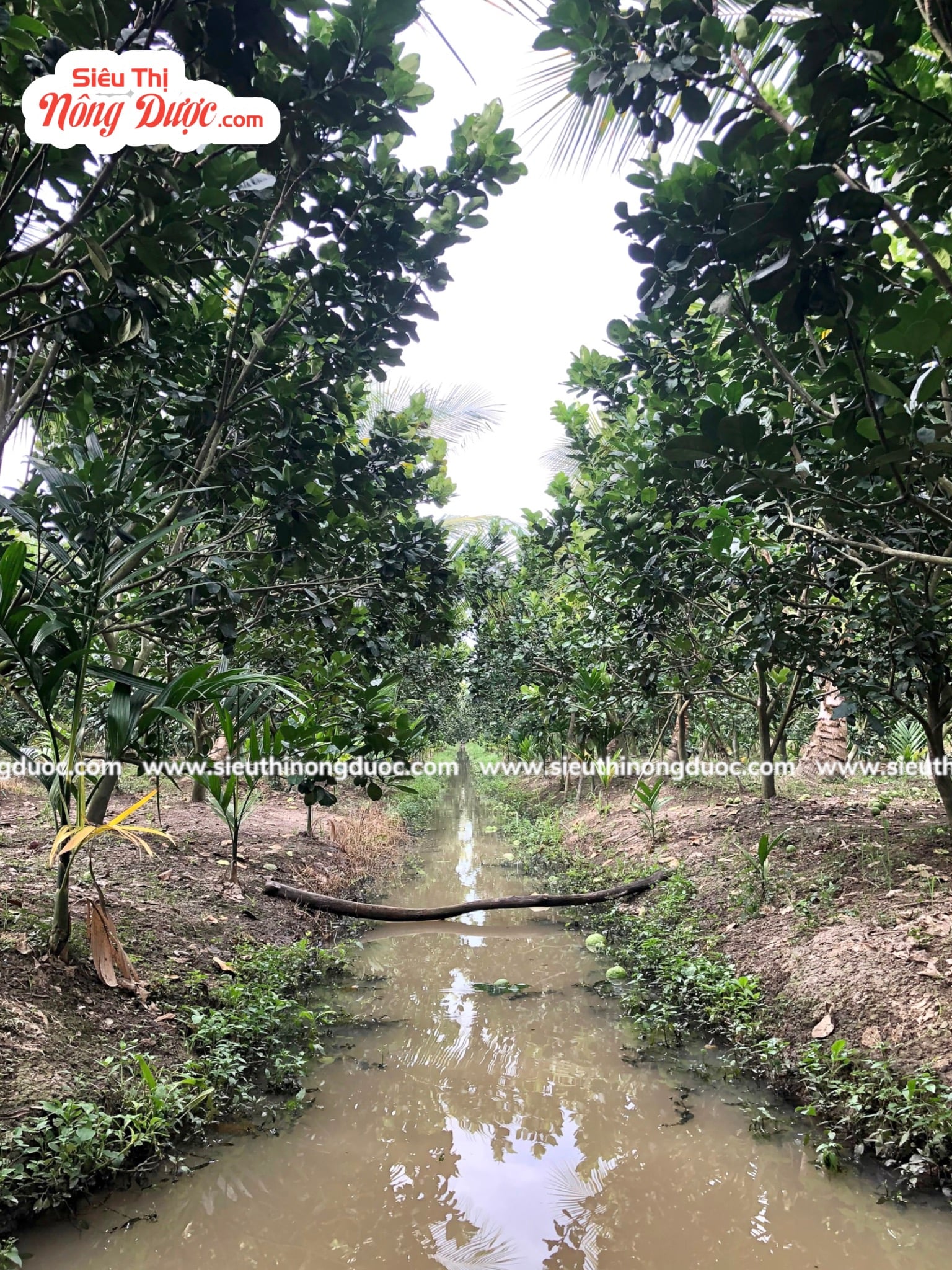 TeamLiênQuân thăm vườn bưởi của chú Sự ở Kế Thành - Kế Sách - Sóc Trăng