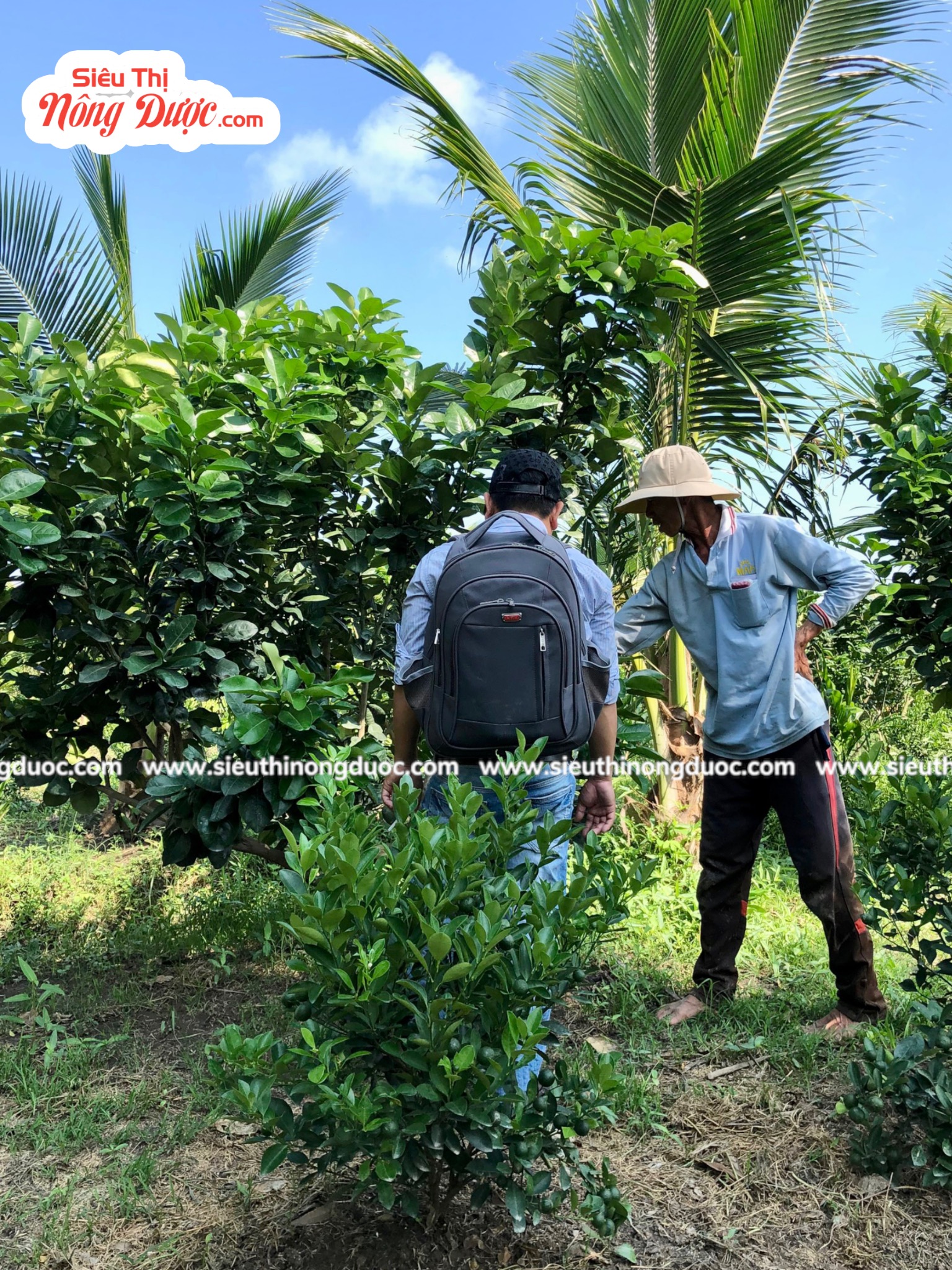 TeamLiênQuân thăm vườn bưởi của chú Dũng ở Cây Sộp Kế Thành -Kế Sách - Sóc Trăng
