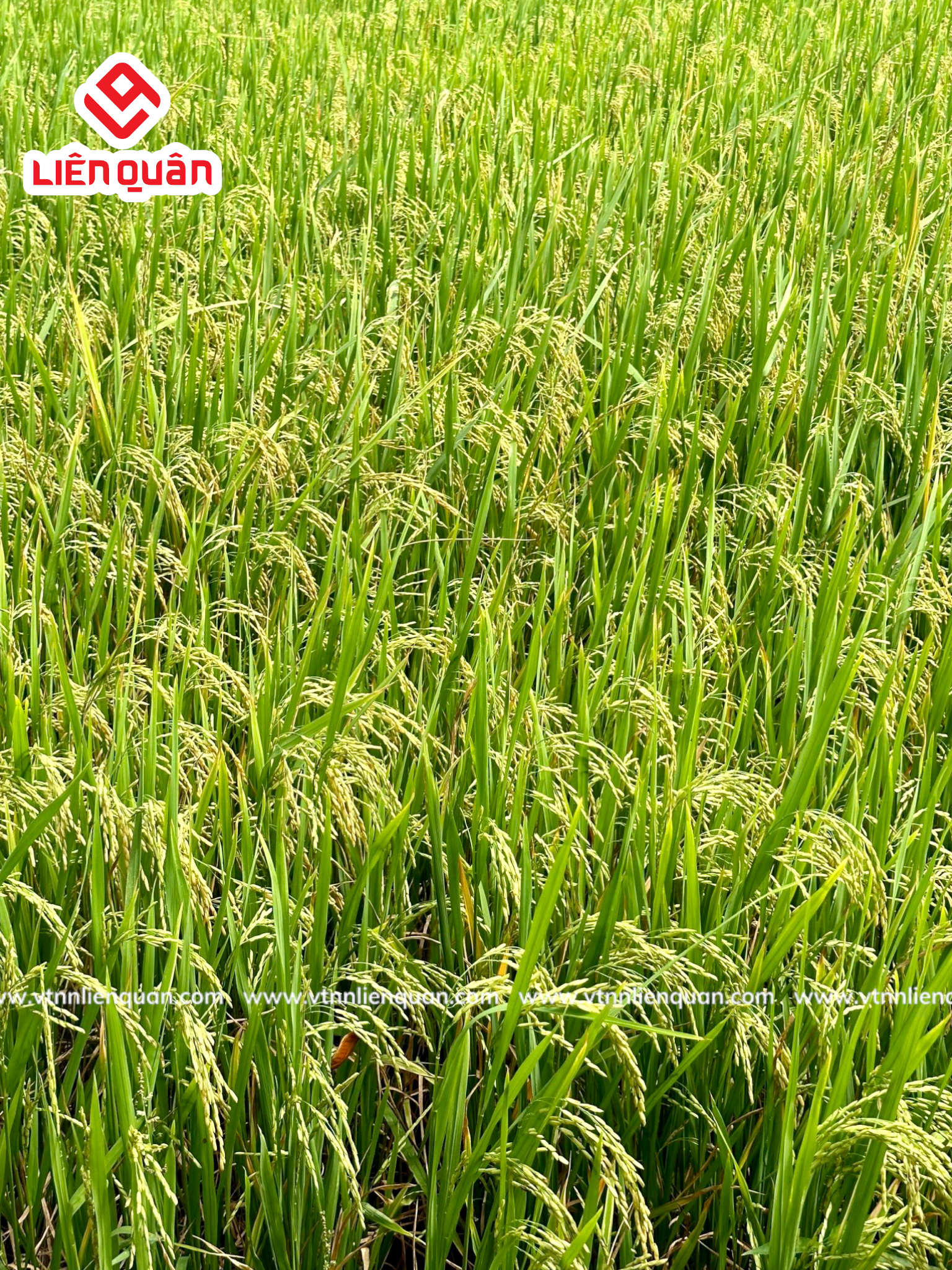 TeamLiênQuân thăm ruộng Anh Tha - Cây Sộp - Kế Sách - Sóc Trăng