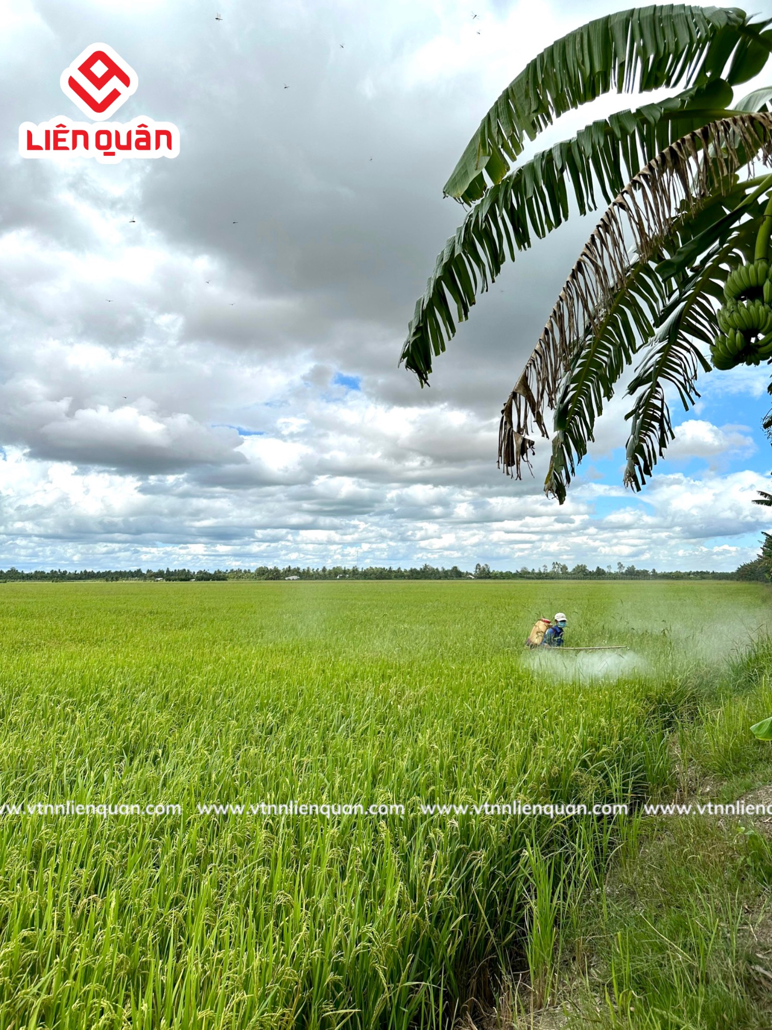 TeamLiênQuân thăm ruộng của Chú Mười Khâm ở Thới An Hội - Kế Sách - Sóc Trăng