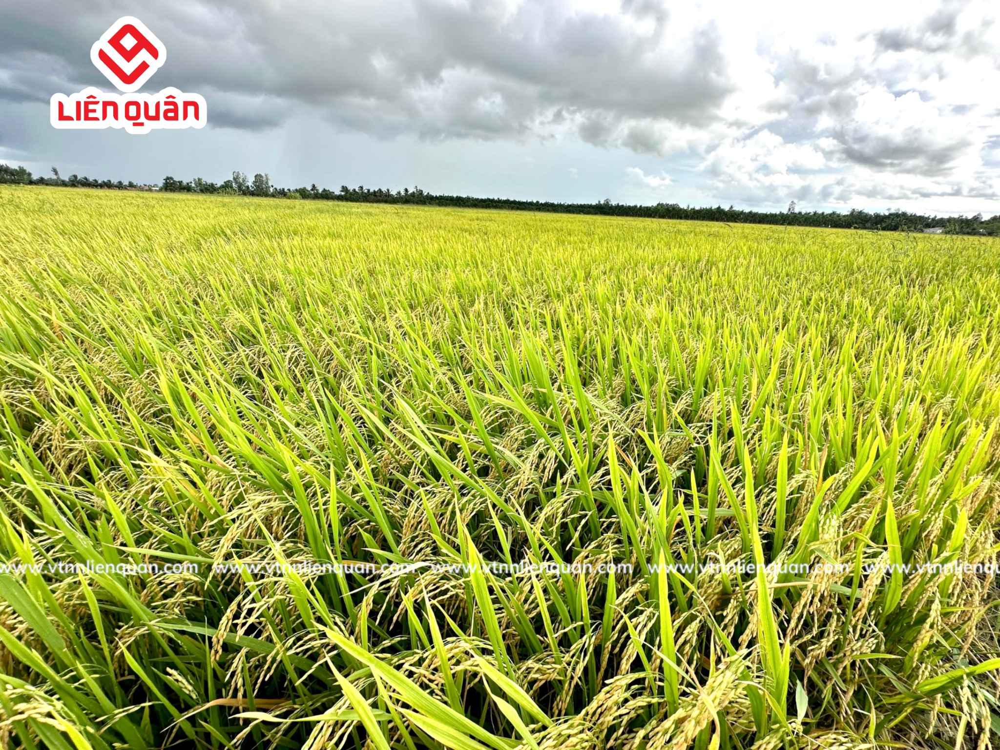 TeamLiênQuân thăm ruộng của Chú Sết ở ấp An Phú-Thị Trấn Kế Sách-Sóc Trăng