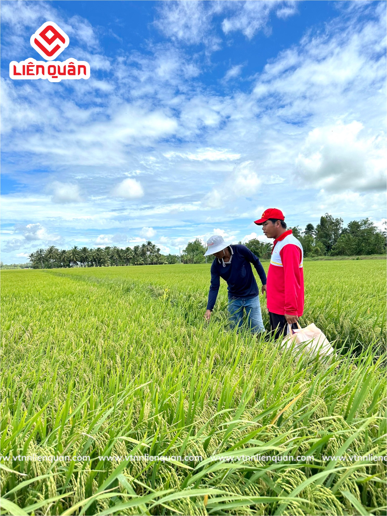 TeamLiênQuân thăm ruộng của Anh Dũng ở Kinh 20 - Phú Tâm - Châu Thành - Sóc trăng .