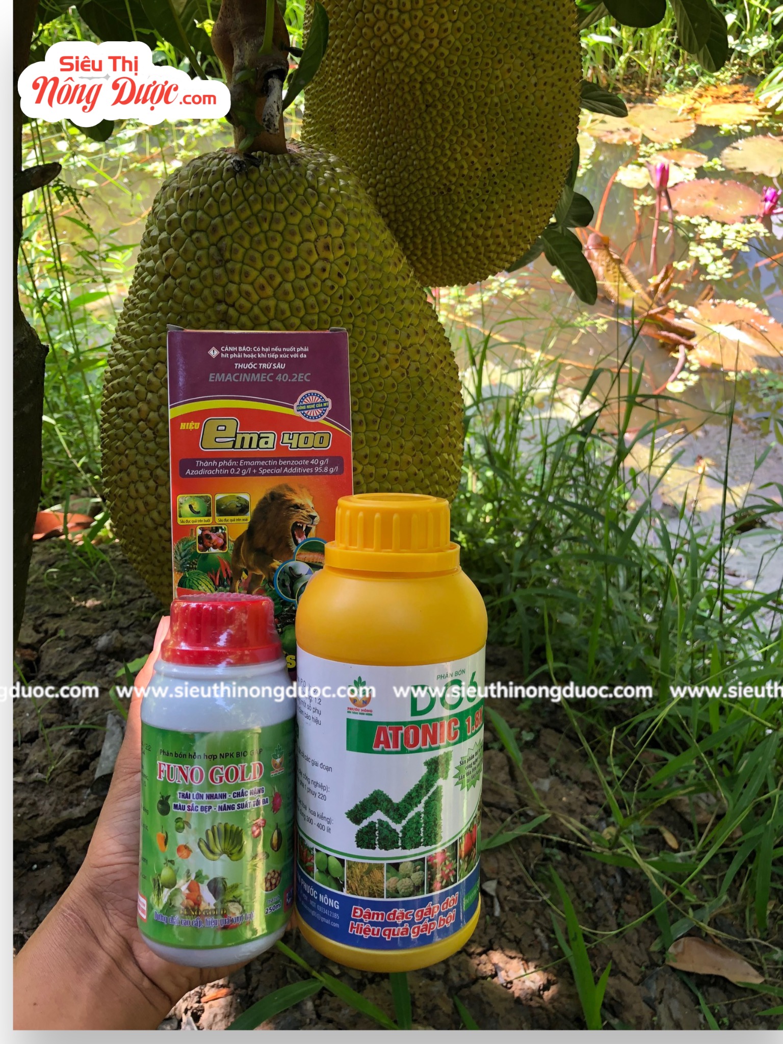 TeamLiênQuân thăm vườn mít ruột đỏ của chú Sự ở Hoà Lợi Xuân Hoà - Kế Sách - Sóc Trăng