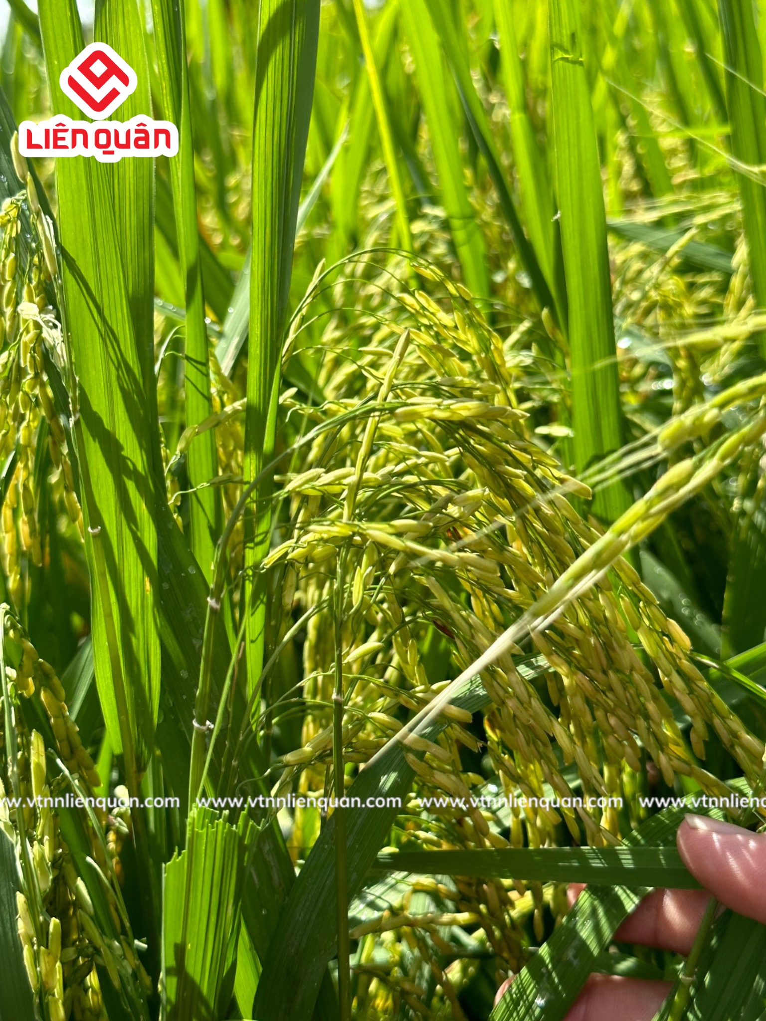 TeamLiênQuân thăm ruộng Chú Săn ở Cây sộp - Kế Sách  - Sóc Trăng
