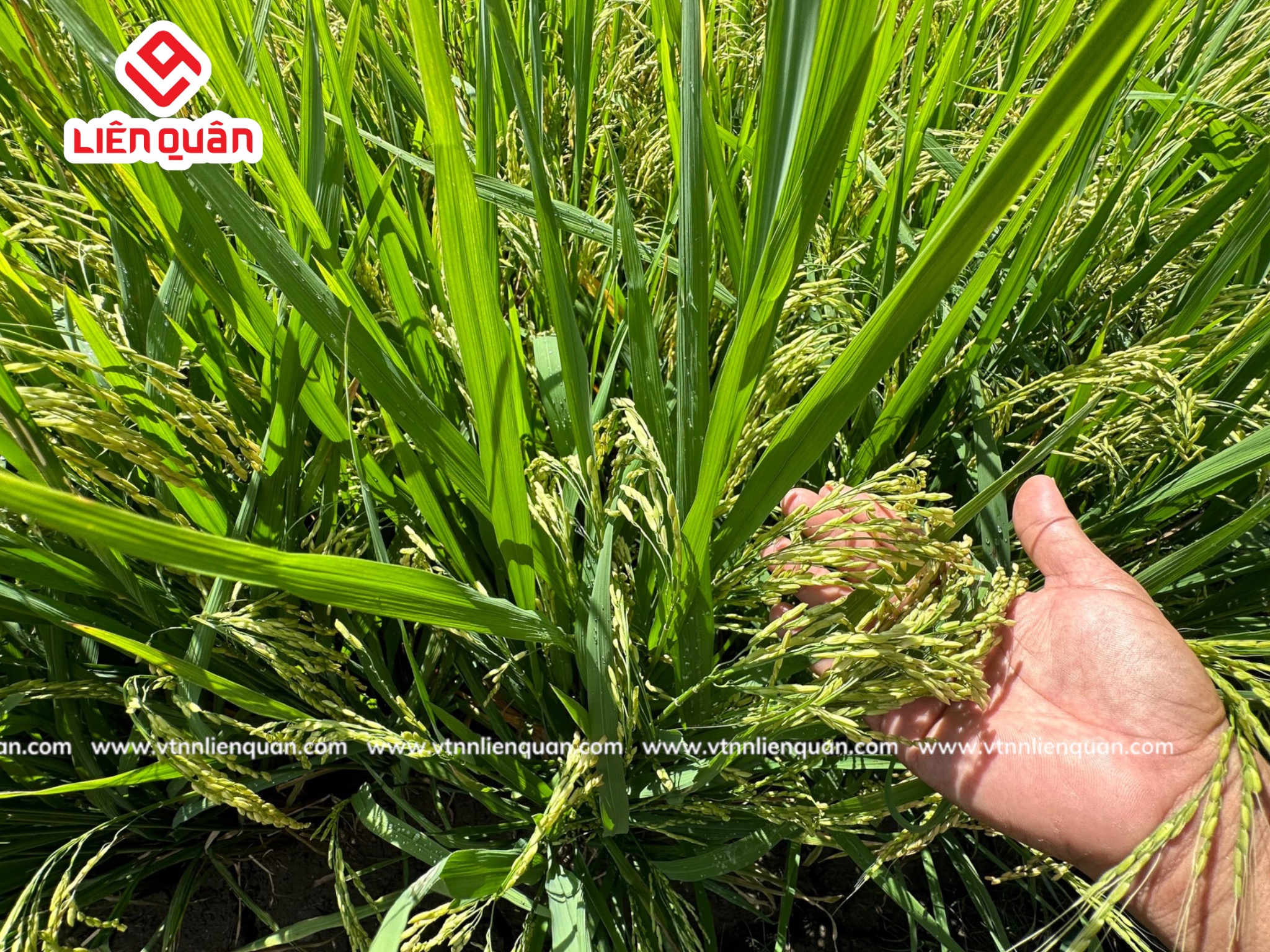 TeamLiênQuân thăm ruộng Chú Săn ở Cây sộp - Kế Sách  - Sóc Trăng