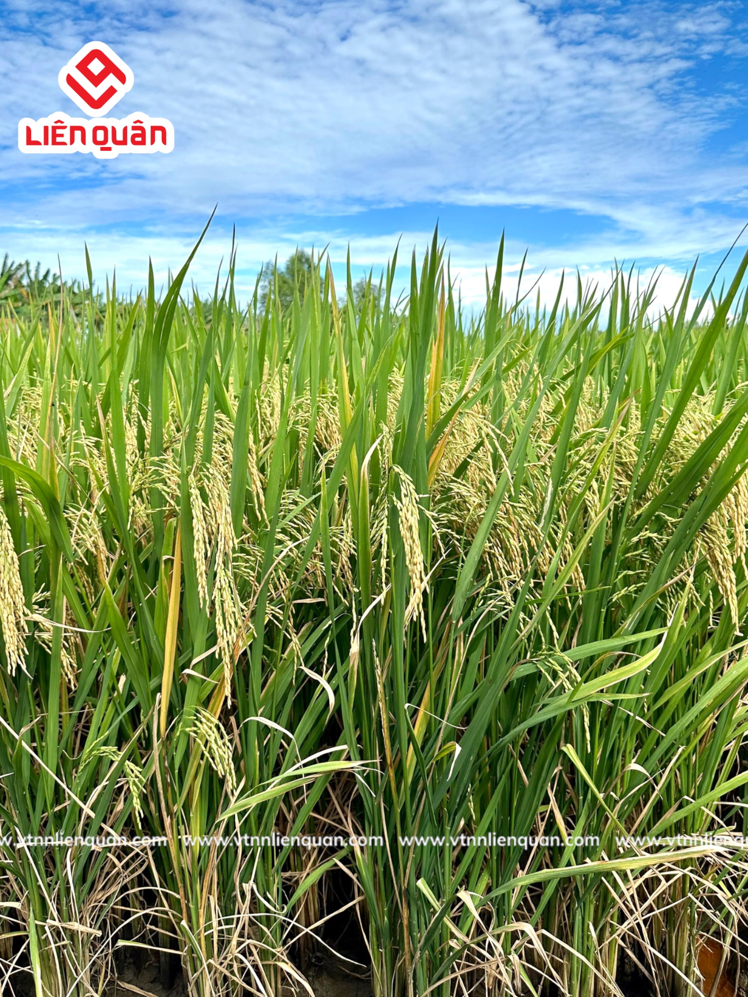 TeamLiênQuân thăm ruộng anh Chú Văn địa chỉ : Phú Tâm - Châu Thành - Sóc trăng