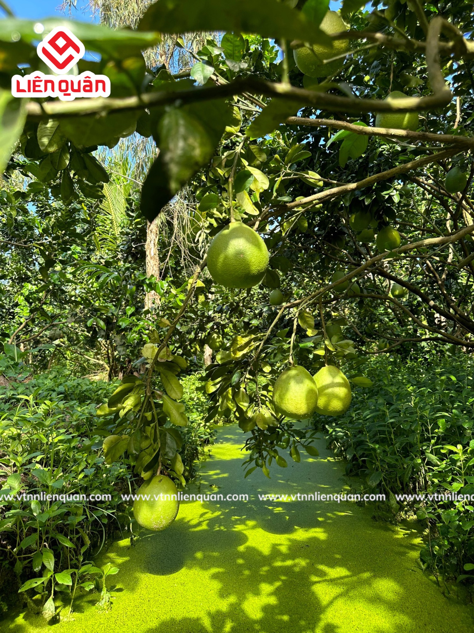 TeamLiênQuân thăm vườn bưởi của Hia Lâm ở Tổ 5 - Phú Tâm - Châu Thành - Sóc Trăng.