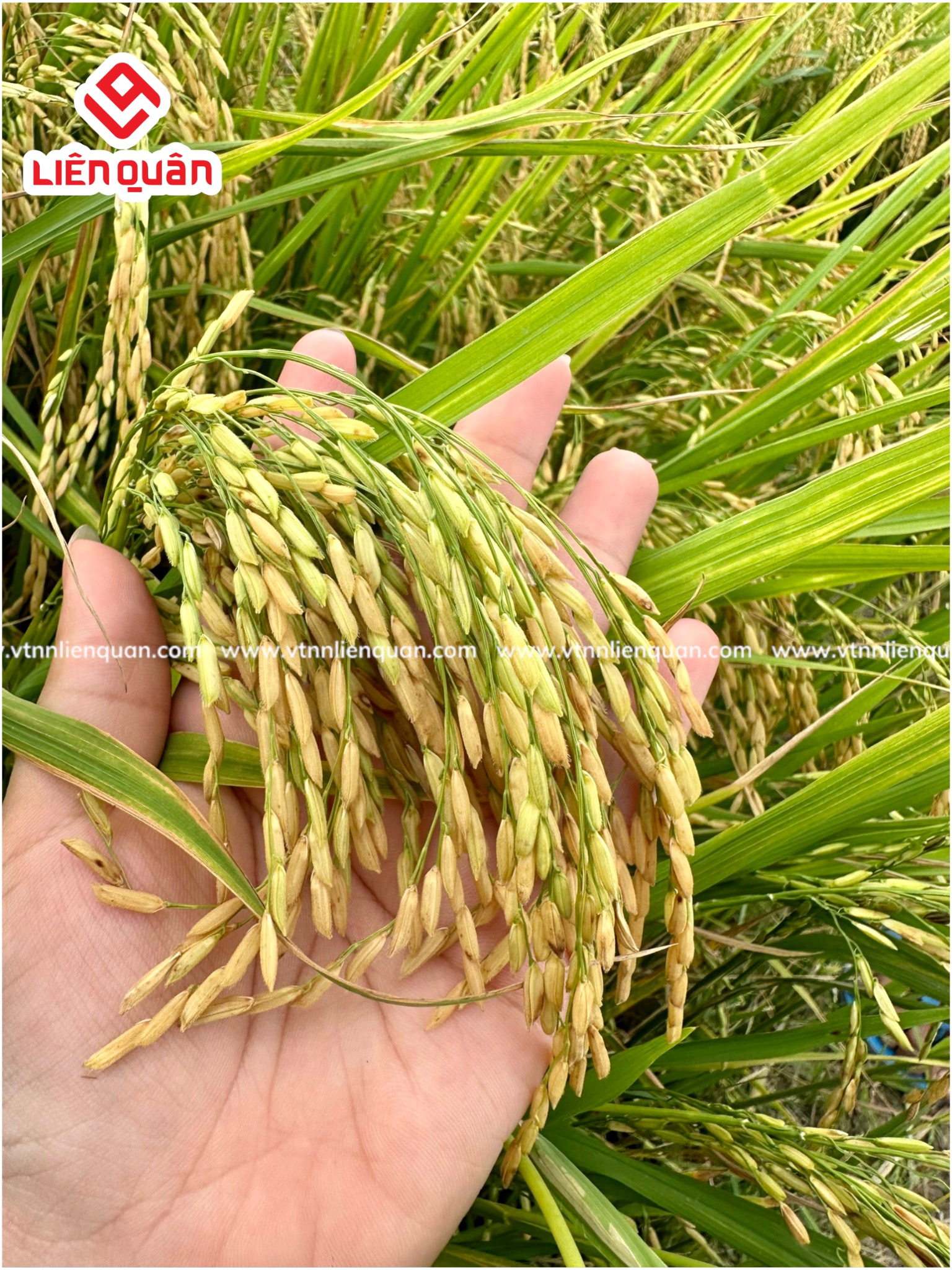 TeamLiênQuân thăm ruộng của Chú Sết ở ấp An Phú-Thị Trấn Kế Sách-Sóc Trăng