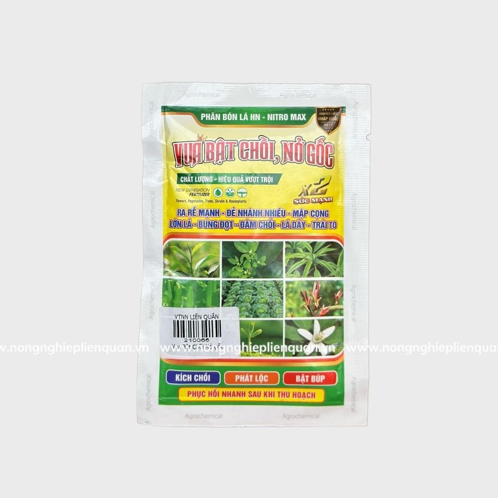 VUA BẬT CHỒI , NỞ GỐC