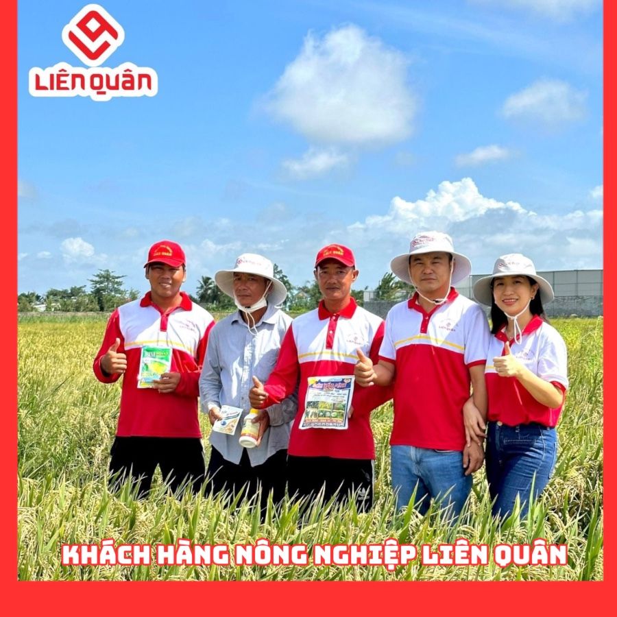 TeamLiênQuân thăm ruộng của anh Thuận ở Phường 7 - Tp Sóc Trăng .