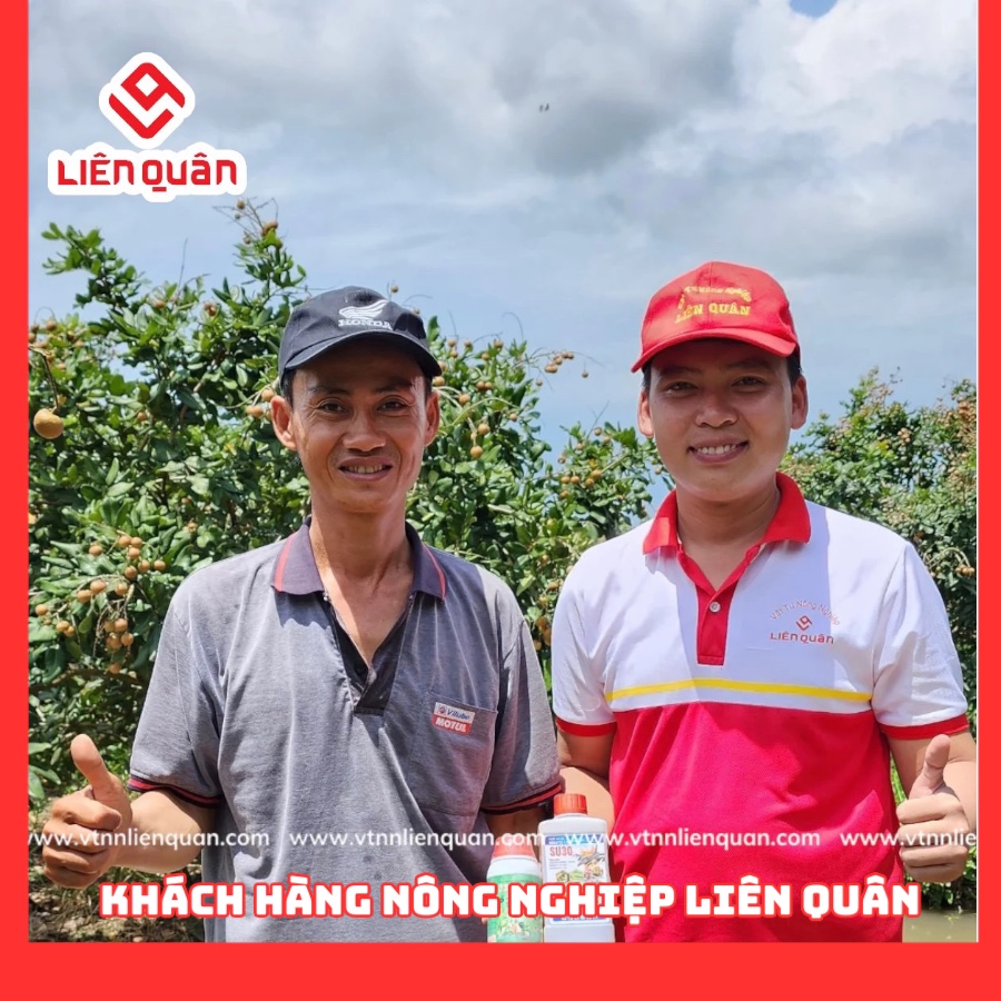 TeamLiênQuân thăm vườn thanh nhãn của Anh diệu ở Tổ 5 - Phú Tâm - Châu Thành - Sóc Trăng .