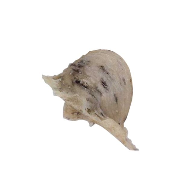  Tổ Yến Sào NutriNest còn lông - Thô 100g 