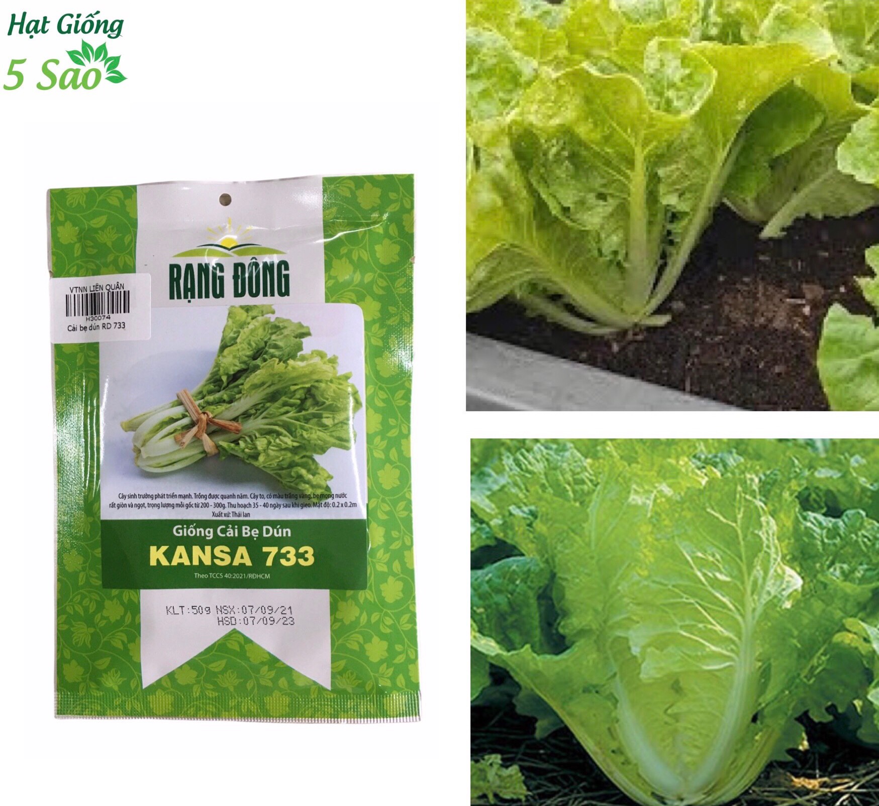 Hạt giống rau cải bẹ dún Kansa 733