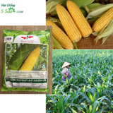 Hạt Giống Bắp Mỹ