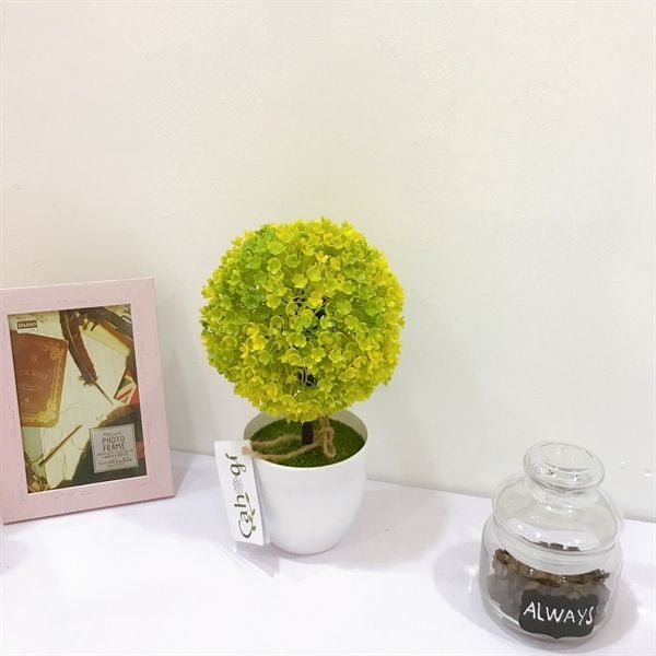 Chau_cay_cam_tu_cau-trang_tri_2