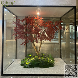 Cho Thuê - Thi Công Cây Phong Giả - Cây Phong Lá Đỏ Nhiều Kích Thước Theo Yêu Cầu Của Khách Hàng