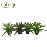 Cây Giả - Ngọn Trúc Bách Hợp 30 Cm 3 Màu