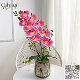 Chậu Lan Hồ Điệp Thân Đốm 1 Cành Cắm Sẵn