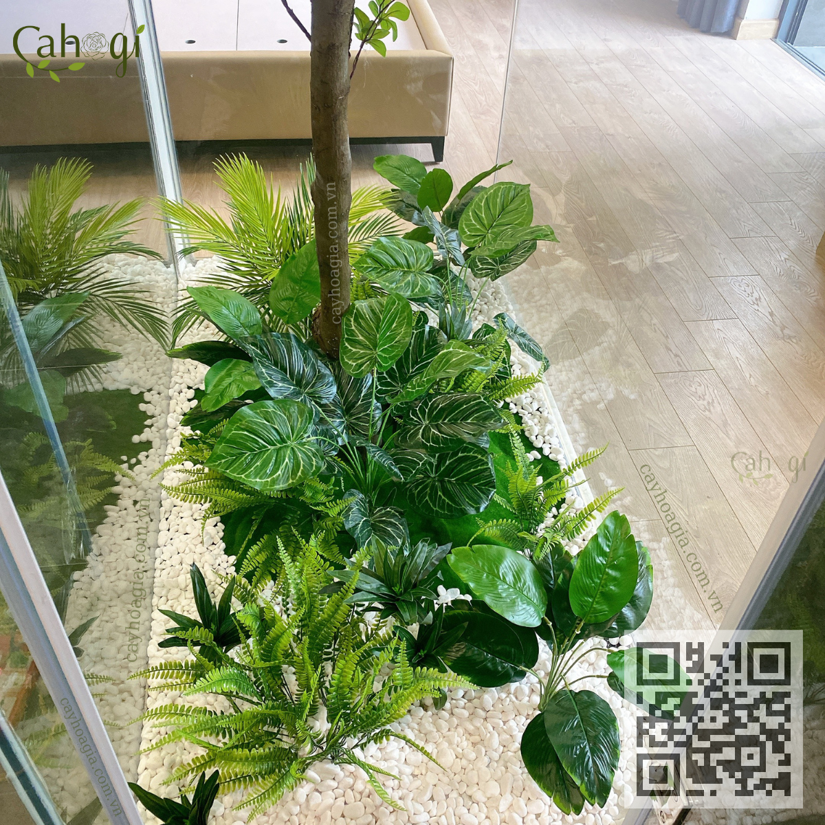 cây thạch nam giả