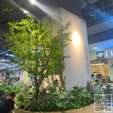 Thi Công Trang Trí Cây Hoa Giả Siêu Thị Aeon Xuân thuỷ Cầu Giấy