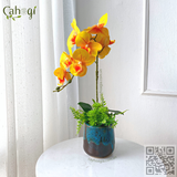 Bình Hoa Cắm Sẵn - Chậu Lan Hồ Điệp Cao Su 1 Cành 55x15 Cm