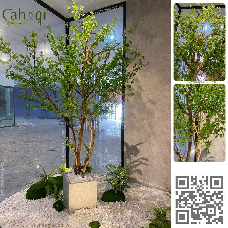 Cây Thạch Nam Giả