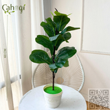 Cây Giả - Cây Bàng Singapo Lùn 63 Cm