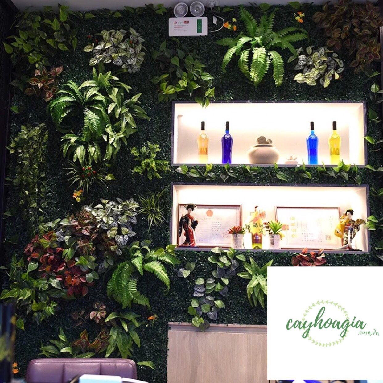 Cay_duong_xi_gia_trang_tri_2