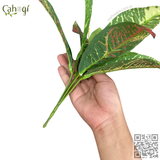 Cây Giả - Cây Vàng Anh Lá Mít 11 Lá Lớn 30 Cm