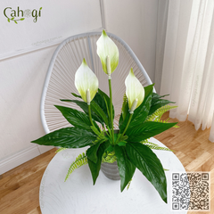 Cây Giả - Cây Môn Xanh Lòng Trắng 9 Lá 32 Cm