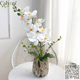 Chậu Lan Hồ Điệp Thân Đốm 1 Cành Cắm Sẵn