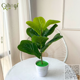 Cây Giả - Cây Bàng Singapo 42 Cm