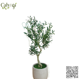 Cành ÔLIU Giả 90cm 6 Nhánh