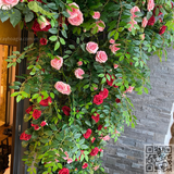 Thi Công Giàn Dây Hoa Hồng Leo Giả Trang Trí Ban Công ECOPACK Hà Nội
