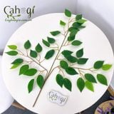 Cành Si Làm Cây Si