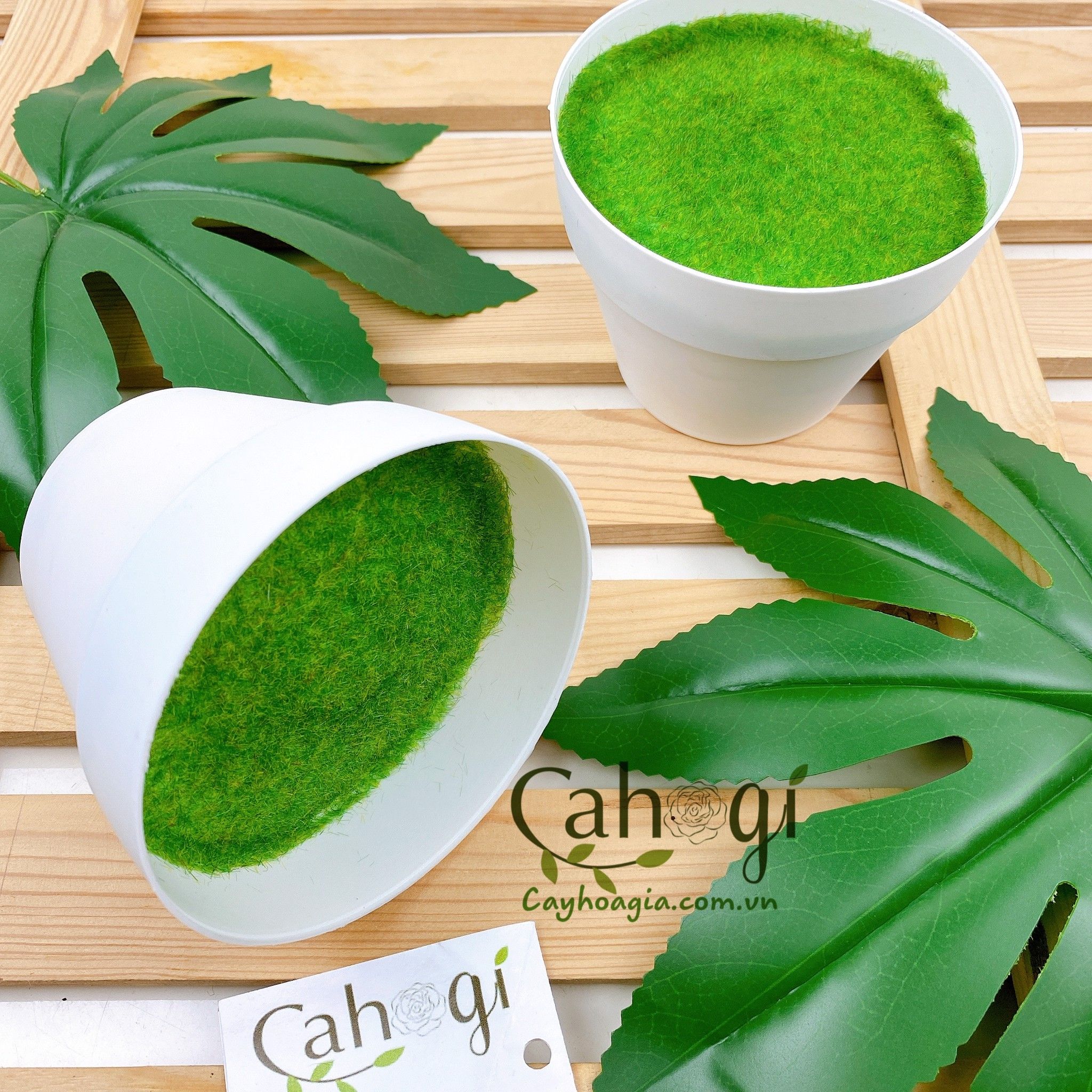 Chau_nhua_cam_hoa_phu_co_2