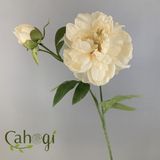 Hoa Giả Hoa Mẫu Đơn Bông Lớn 2 Nụ Nhiều Màu 70 Cm
