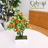 Cây Trang Trí- Chậu Cây Lựu Cảnh Mini