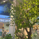 Thi Công Trang Trí Cây Hoa Giả Siêu Thị Aeon Xuân thuỷ Cầu Giấy